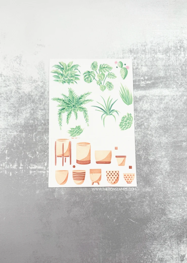2026 August Release Clematis C - Summer Clothing Release 评论和价格